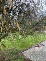 Verse Paastakken van krulhazelaar - zelf snoeien, Volle zon, Vaste plant, Lente, Ophalen