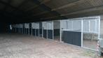 Paardenboxen te huur in grashoek 5  beschikbaar, Weidegang, 4 paarden of pony's of meer