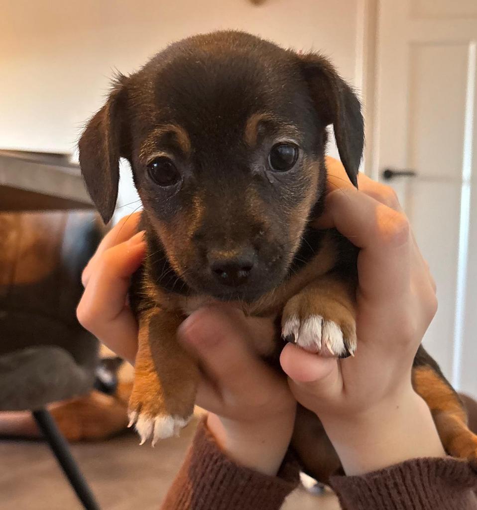 Jack Russel pups, Black and Tan en Blue and Tan, Dieren en Toebehoren, Honden | Jack Russells en Terriërs, Jack Russell Terriër