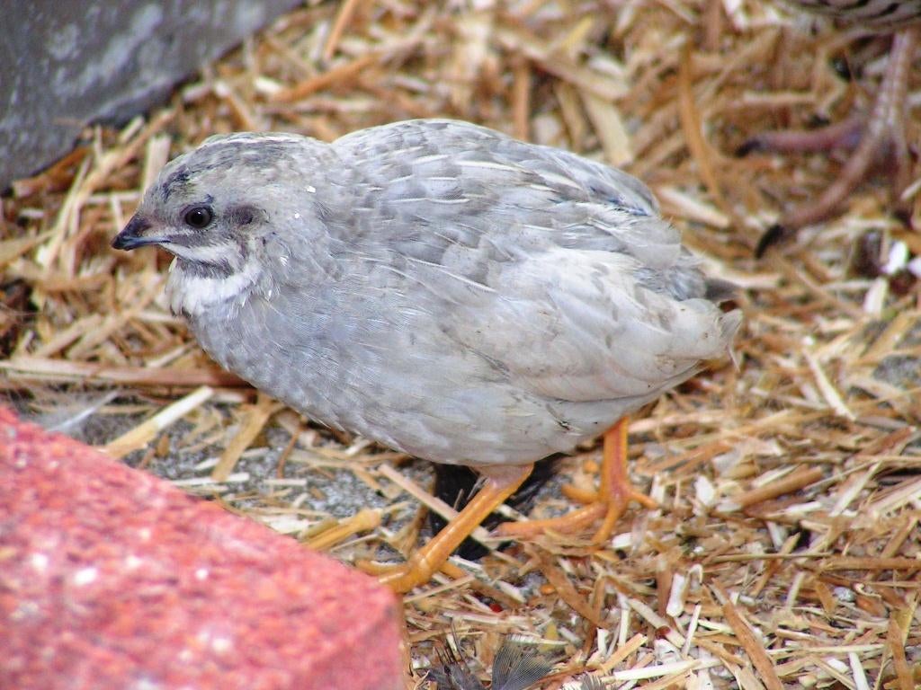 Chinese dwergkwartel hennetjes | Losse hennen te koop, Meerdere dieren, Overige soorten