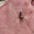 Deinosuchus riograndensis tand, Ophalen of Verzenden, Fossiel