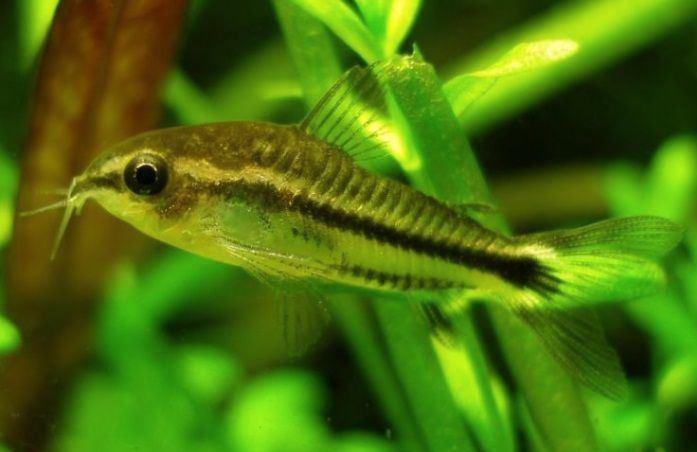 pygmaeus dwergpantsermeerval Zondag 1 maart 12/17uur aktie, Dieren en Toebehoren, Vissen | Aquariumvissen, Zoetwatervis, Vis, Schoolvis