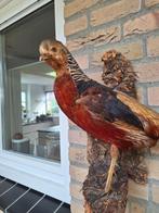 Opgezette fazant, Ophalen