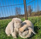 Dub & Disco zoeken een huisje! (Gevaccineerd), Dieren en Toebehoren, Konijnen, Meerdere dieren, Klein, Hangoor, 6 tot 8 jaar