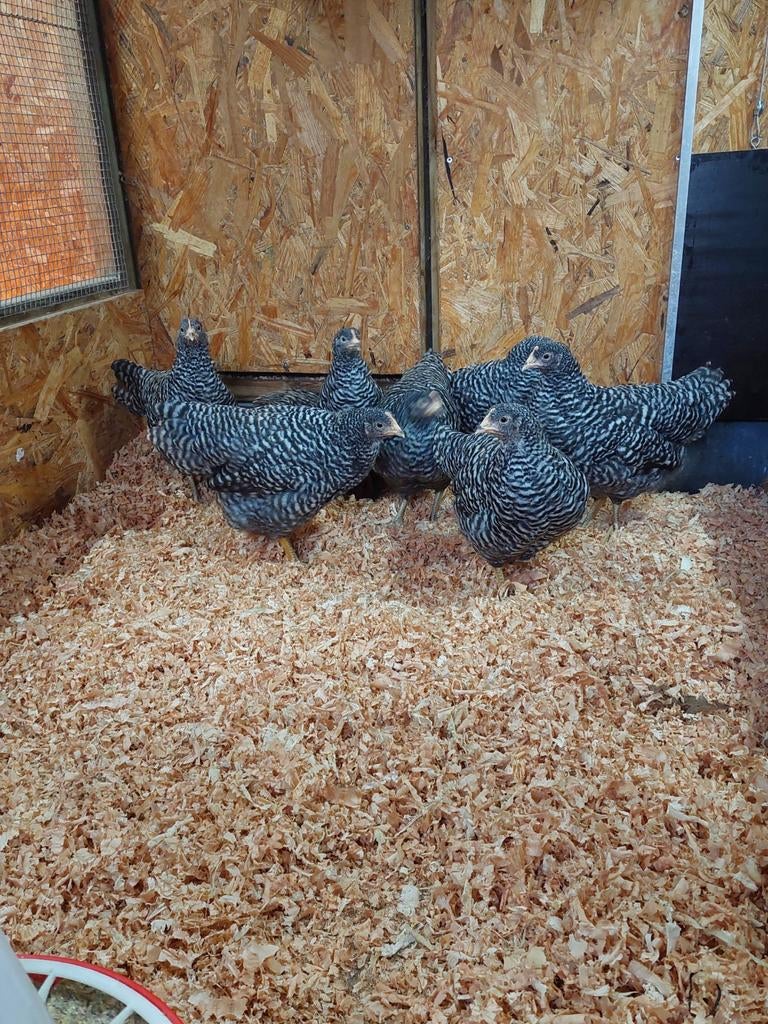 Amrock kuikens, Dieren en Toebehoren, Pluimvee, Vrouwelijk, Kip