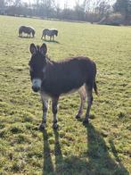 Te koop lieve ezel merrie, Dieren en Toebehoren, Overige Dieren, April, Vrouwelijk