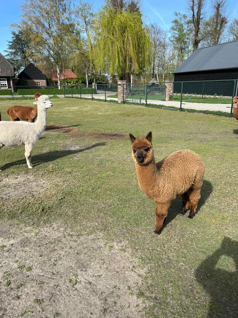 Te koop merrie veulen, Dieren en Toebehoren, Juni, Vrouwelijk