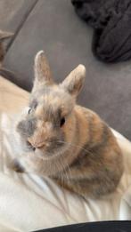 Lief jong konijn ram incl kooi en toebehoren, Dieren en Toebehoren, Konijnen, Mannelijk, Dwerg, 0 tot 2 jaar