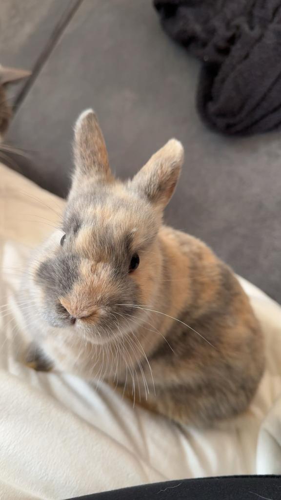 Lief jong konijn ram incl kooi en toebehoren, Dieren en Toebehoren, Konijnen, Dwerg, Mannelijk, 0 tot 2 jaar