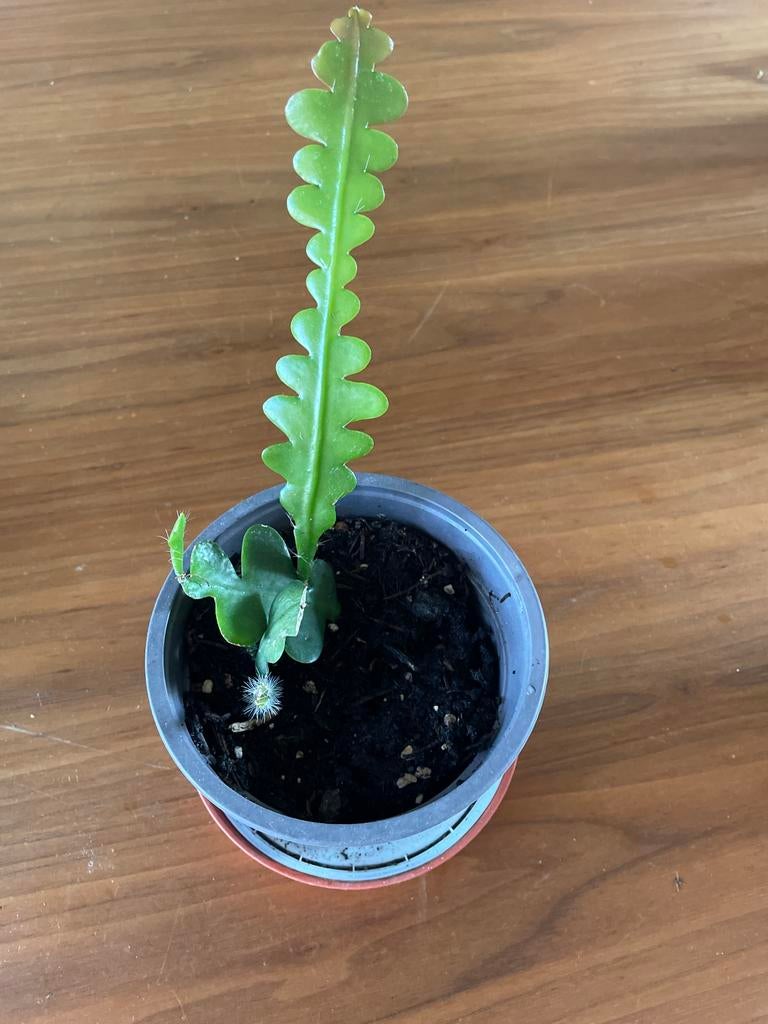 Zaagcactus, Ophalen of Verzenden, Halfschaduw, Minder dan 100 cm