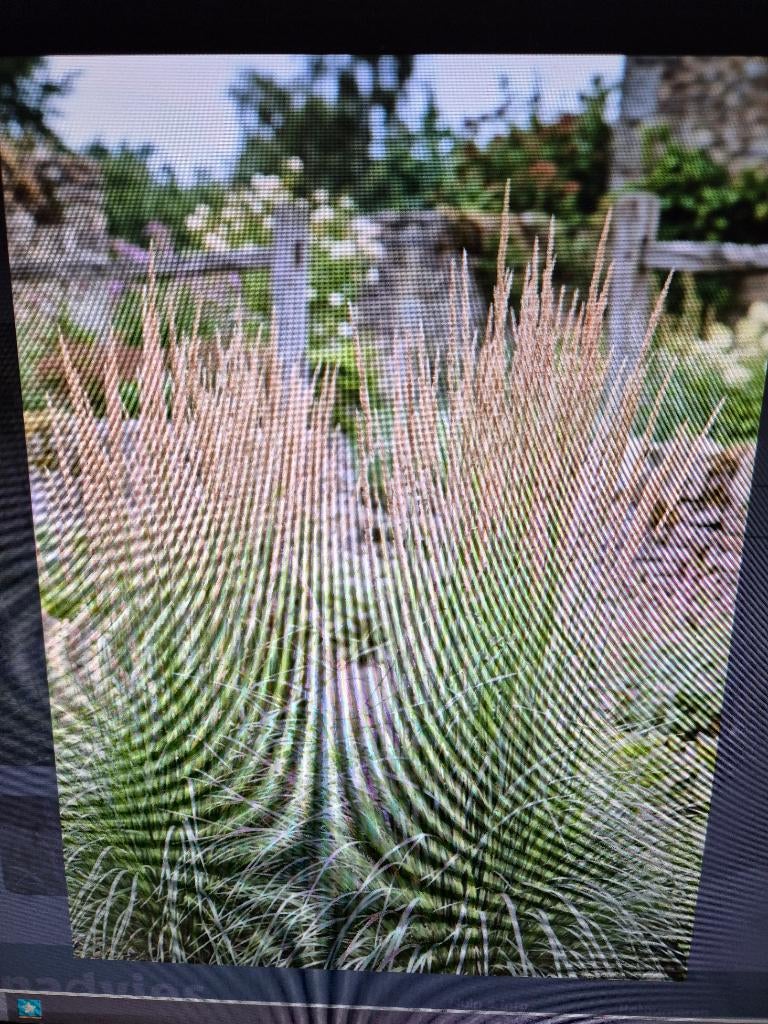 Siergrassen, Tuin en Terras, Planten | Tuinplanten, Vaste plant, Siergrassen, Volle zon, Zomer, Ophalen