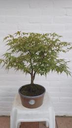 Bonsai Acer Palmatum in Trommelpot, Bloeit niet, Halfschaduw, Overige soorten, Minder dan 100 cm
