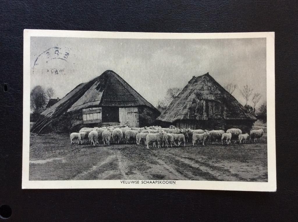Veluwe, Schaapskooien, Ophalen of Verzenden, 1940 tot 1960, Gelopen, Gelderland