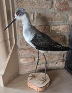 opgezete dieren en vogels: steltkluut, muisparkiet,....., Ophalen of Verzenden, Nieuw, Vogel, Gewei of Kop