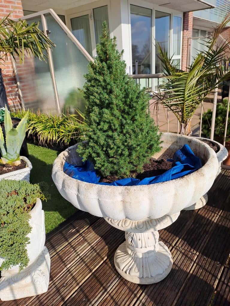 Grote bloemen schaal, Ophalen, Rond