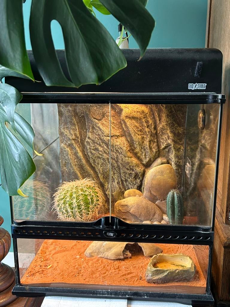 Exoterra terarium met luipaardgekko, Dieren en Toebehoren, Reptielen en Amfibieën | Toebehoren, Ophalen of Verzenden, Gebruikt