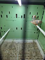 Koppel bleekrug zebravinken, Dieren en Toebehoren, Vogels | Overige Vogels, Meerdere dieren