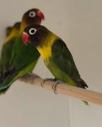 Te koop koppels personata, Meerdere dieren, Dwergpapegaai of Agapornis, Geringd