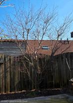 Acer, Ophalen, Bloeit niet, Halfschaduw, Overige soorten