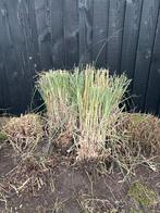 Pampasgras - Cortaderia - witte pluimen, Ophalen, Volle zon, Vaste plant, Siergrassen