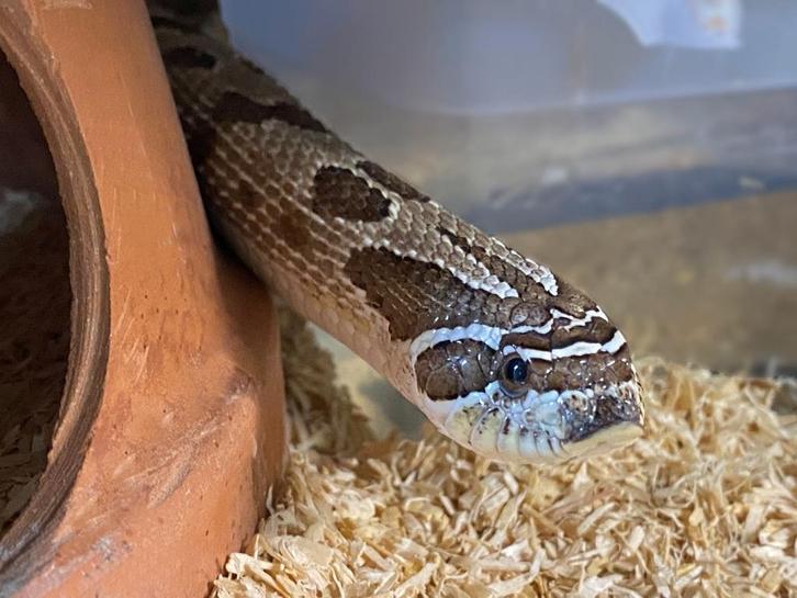 Haakneus slang1.1 voor 85.00€ Heterodon nasicus man-vrouw Milk Snake - male for sale from ron