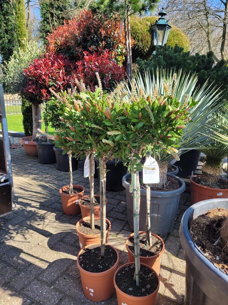 Callistemon op stam - Prachtige Mediterrane plant, Tuin en Terras, Ophalen