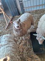 Swifter x texelaar ooi 1 jaar oud schaap, Dieren en Toebehoren, Schapen, Geiten en Varkens, Vrouwelijk, Schaap