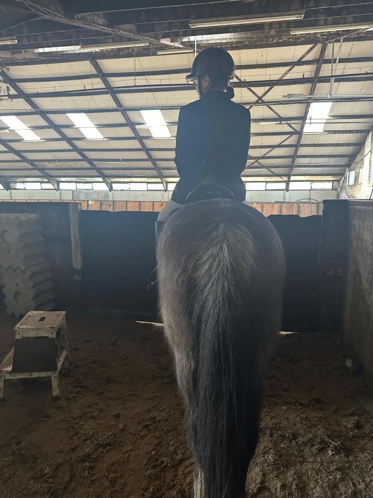 Ik zoek verzorg pony of paard.