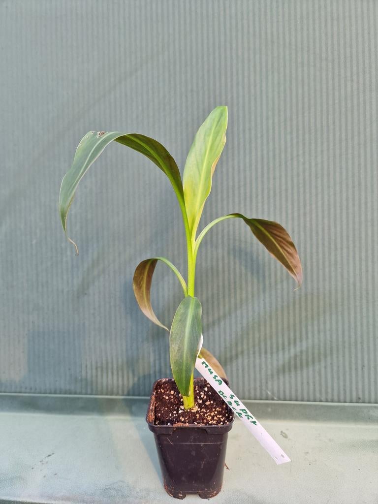 Musa super black., Tuin en Terras, Planten | Tuinplanten, Ophalen of Verzenden, Overige soorten, Halfschaduw
