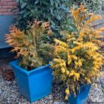 Coniferen., Ophalen, Bloeit niet, Overige soorten, Volle zon