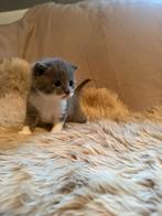 Prachtige ragdoll Britse korthaar x kittens, Meerdere dieren, Ontwormd, 0 tot 2 jaar