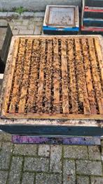 Bijenvolk op 11 ramen, buckfast zachtaardig (volk 3), Dieren en Toebehoren, Bijen