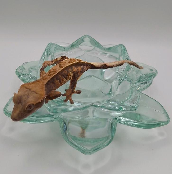 Hele mooie tri-color wimpergekko/crested gecko man Crested Gecko - male for sale from Lotus' Creatures