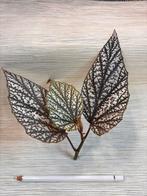 Begonia Argenteo Guttata stek - Cane Begonia, Overige soorten, Minder dan 100 cm, Bloeiende kamerplant, Halfschaduw