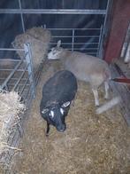 Dassenkop ooi, Dieren en Toebehoren, Vrouwelijk, Schaap