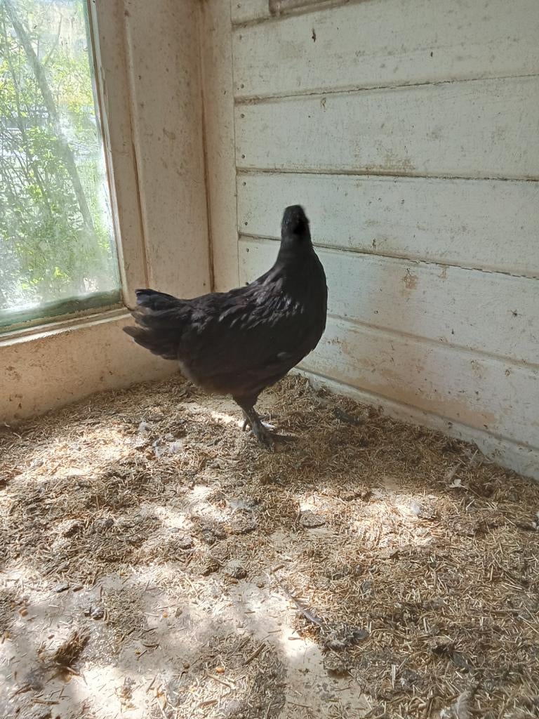 Marans hen ., Dieren en Toebehoren, Pluimvee, Vrouwelijk, Kip