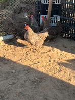 Noord hollandse blauwe, Dieren en Toebehoren, Pluimvee, Vrouwelijk