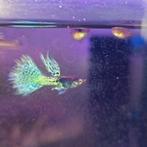 Blue metal lace guppy kweek groep Vietnam line raszuiver, Eén persoon