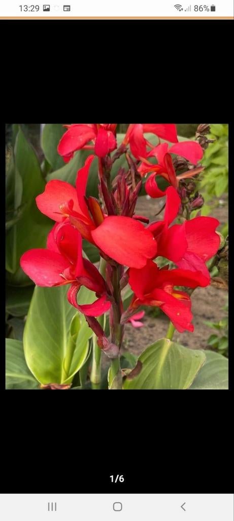 Gezonde Canna knollen - Prachtige rode/witte bloemen, Ophalen of Verzenden, Voorjaar, Volle zon, Knol