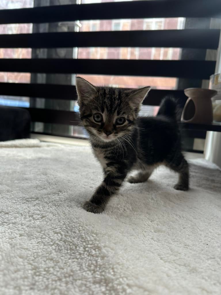 Lieve kittens zoeken een warm thuis!, Dieren en Toebehoren, Katten en Kittens | Overige Katten, Meerdere dieren