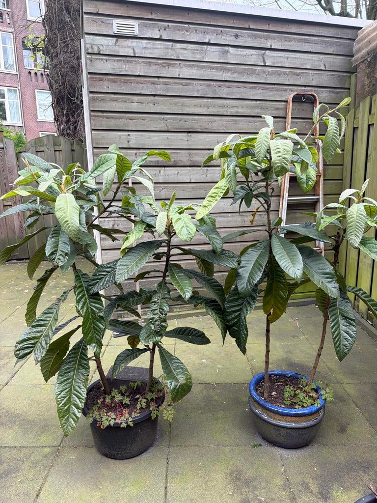 Avocado planten - Kweek je eigen avocado's!, Vaste plant, Ophalen of Verzenden, Bloeit niet, Halfschaduw