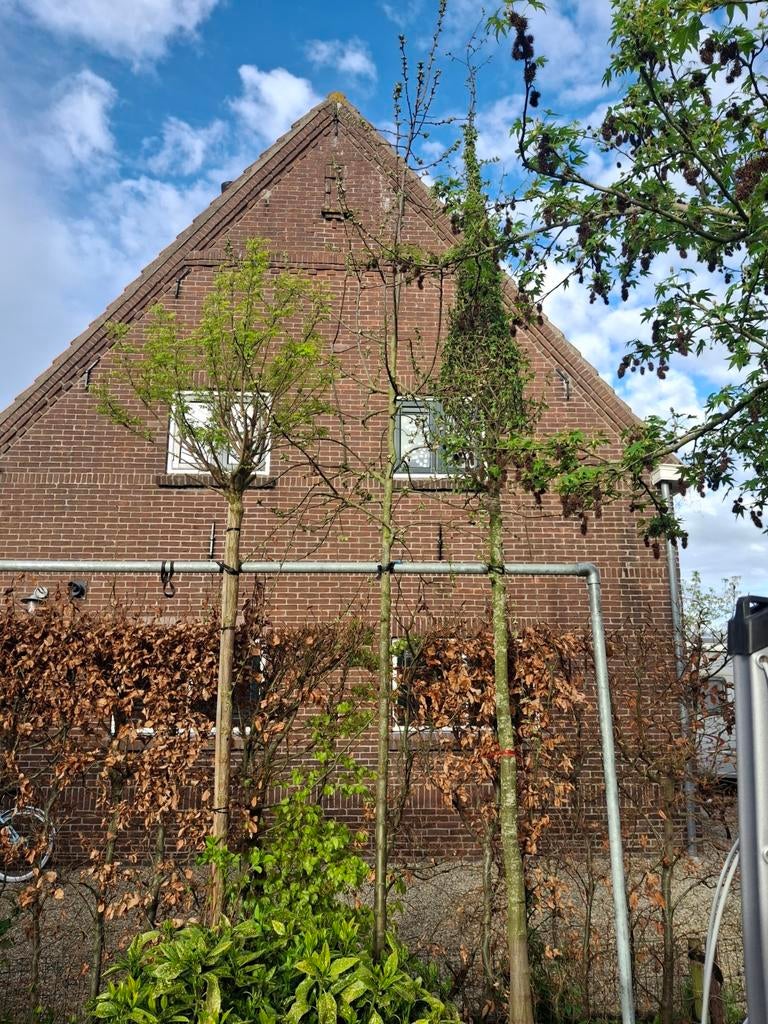 Malus red sentinel, Tuin en Terras, Planten | Bomen, Ophalen, Lente, Volle zon, Overige soorten