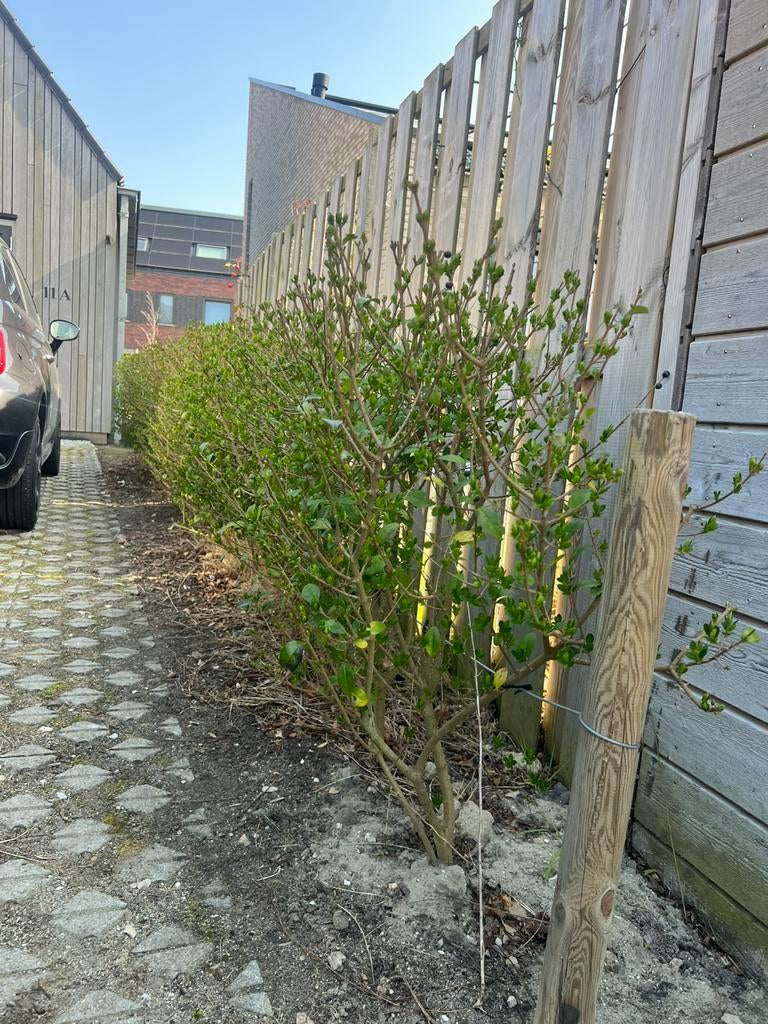 Ligusterheg zelf uitgraven. 5 tot 10 meter, Tuin en Terras, Planten | Bomen, Ophalen of Verzenden, Volle zon, Overige soorten