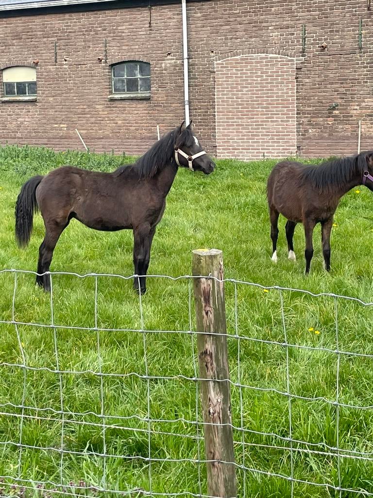 NEW FOREST echte KLEINE MAAT  entermerries, Merrie, Met stamboom, Niet van toepassing, 0 tot 2 jaar