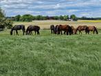 Weidegang en stalling, Dieren en Toebehoren, Stalling en Weidegang, Weidegang, 4 paarden of pony's of meer