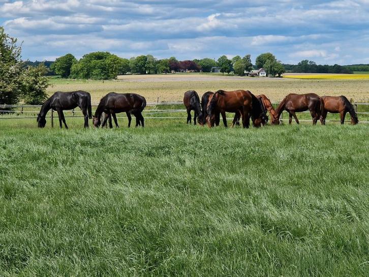 Weidegang en stalling, Dieren en Toebehoren, Stalling en Weidegang, Opfok, Stalling, Weidegang, 4 paarden of pony's of meer
