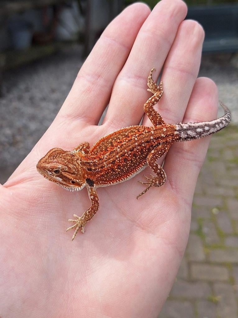 vrouwtje DUNNER 75%RM DH HYPO TRANSULENT, Dieren en Toebehoren, Reptielen en Amfibieën, Hagedis, 0 tot 2 jaar