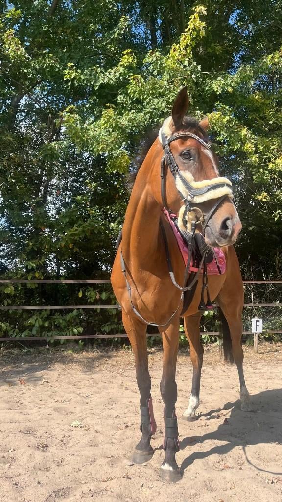 Leuke (bijna) 6jarige ruin!, Dieren en Toebehoren, Paarden, Gechipt, Ruin, 3 tot 6 jaar, 160 tot 165 cm