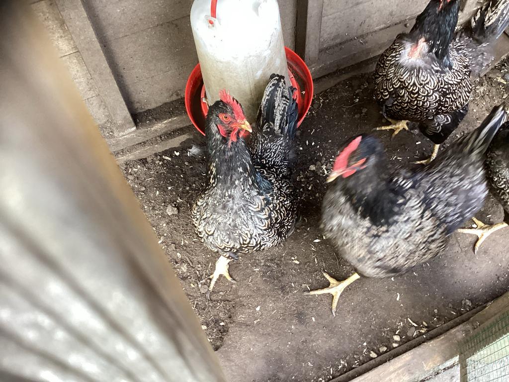 Kippen barneveld 5hennen, Vrouwelijk, Kip