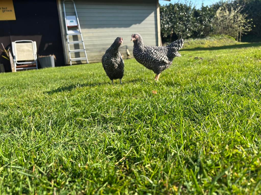 Jonge Amrock kriel kippen hennen, Dieren en Toebehoren, Pluimvee, Vrouwelijk, Kip